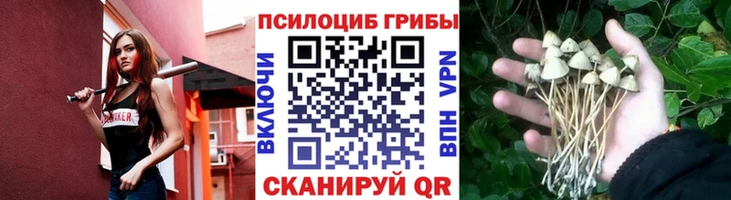 где купить Сатка Галлюциногенные грибы Psilocybine cubensis
